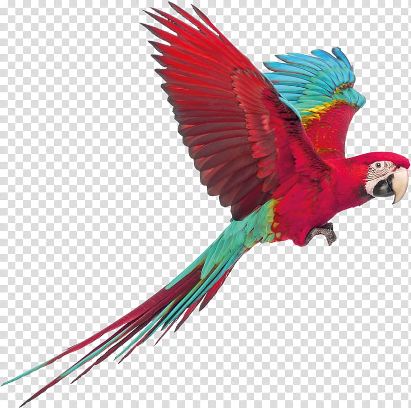 Macaw Perroquet Parakeet Bird Conure, Bird transparent background PNG clipart