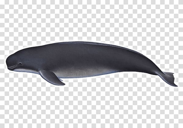 Tucuxi Common bottlenose dolphin Porpoise Cetaceans, dolphin transparent background PNG clipart