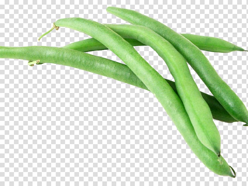 Green bean transparent background PNG clipart