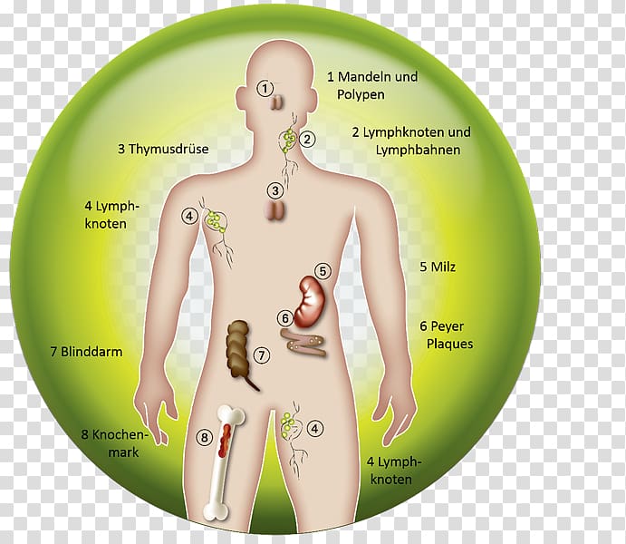 Immune system Organism Immunology Lymphatic system Cell, kidney transparent background PNG clipart