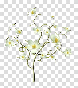 Flower Petal Floral design, flower transparent background PNG clipart thumbnail