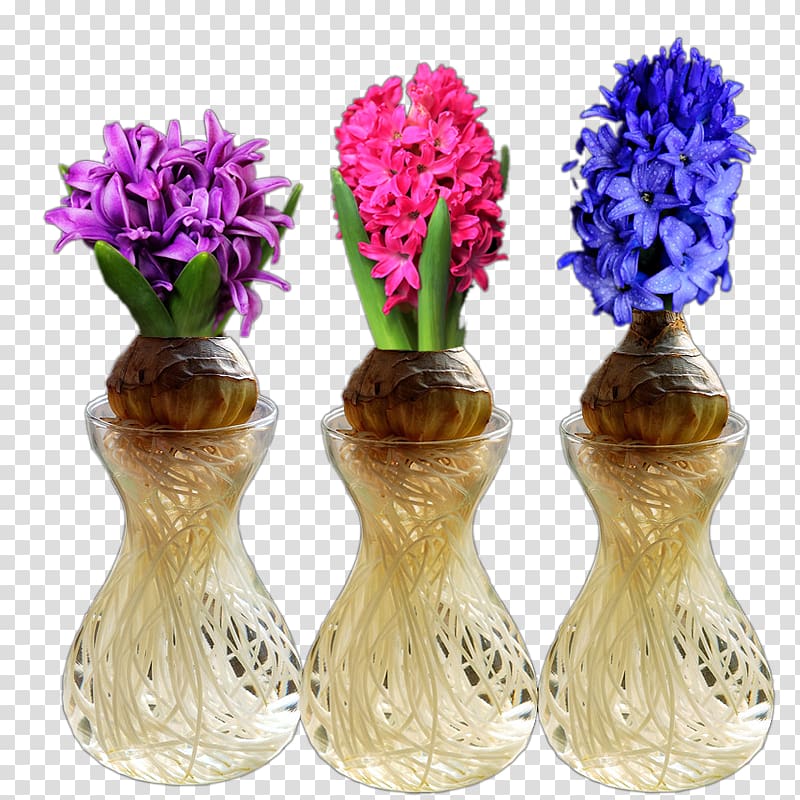 Hyacinthus orientalis Cut flowers Common water hyacinth Blue Plant, Water hyacinth plant transparent background PNG clipart