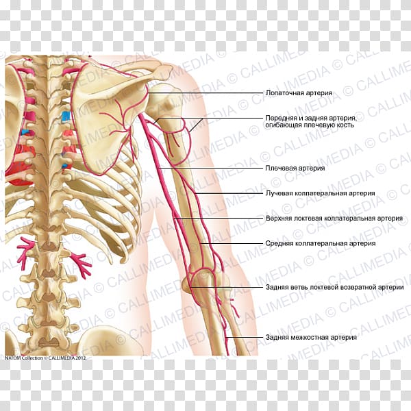 Thorax Coronal plane Posterior triangle of the neck Artery Muscle, arm transparent background PNG clipart