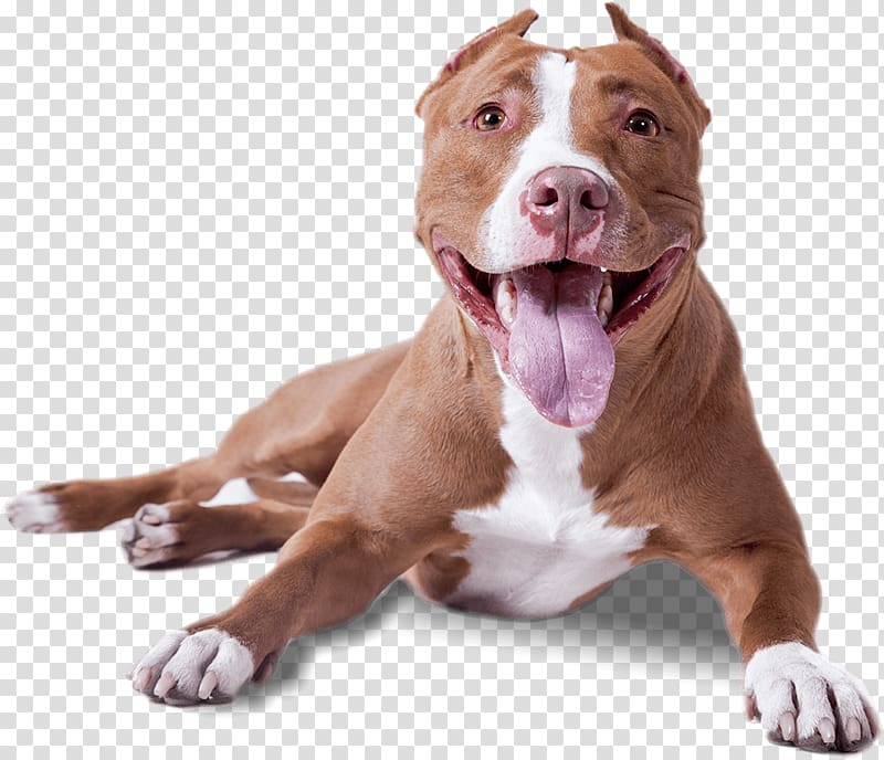 adult brown and white American pit bull terrier, Pitbull Lying Down transparent background PNG clipart