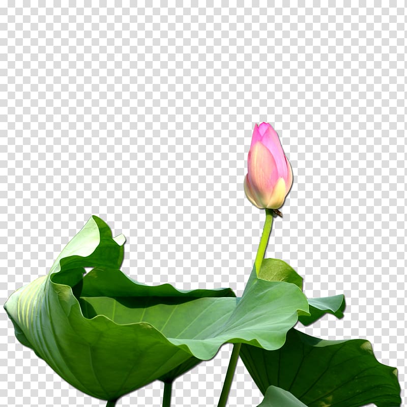 Nelumbo nucifera , Budded lotus transparent background PNG clipart