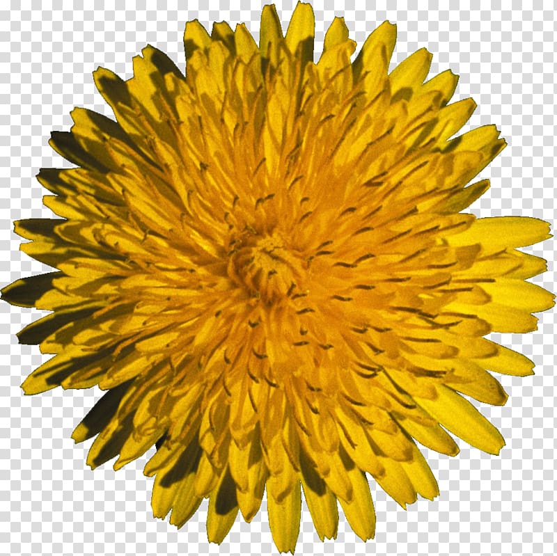 Dandelion Flower Daytime Yellow Seed, dandelion transparent background PNG clipart