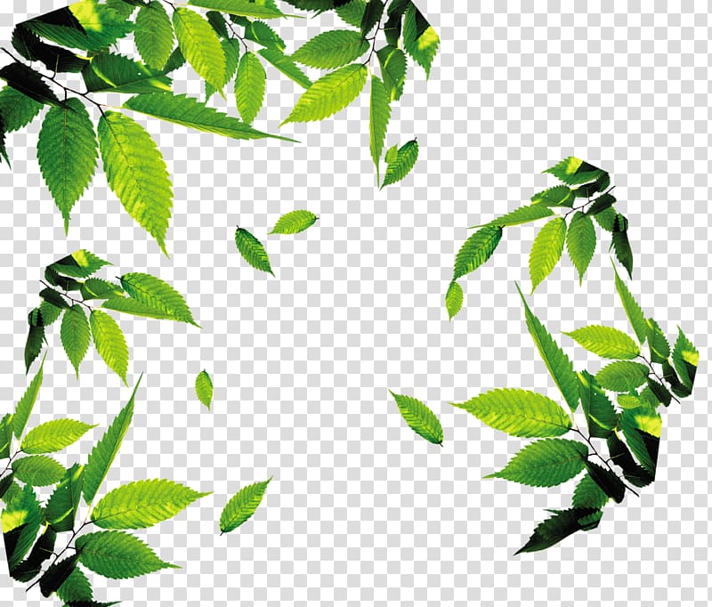 green leafed plant frame, Leaf Icon, tea,tea,Leaves,leaf,Floating leaves transparent background PNG clipart