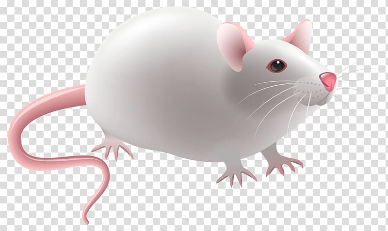 Laboratory rat , chinchilla transparent background PNG clipart