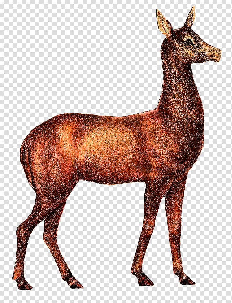 Deer Drawing , deer transparent background PNG clipart