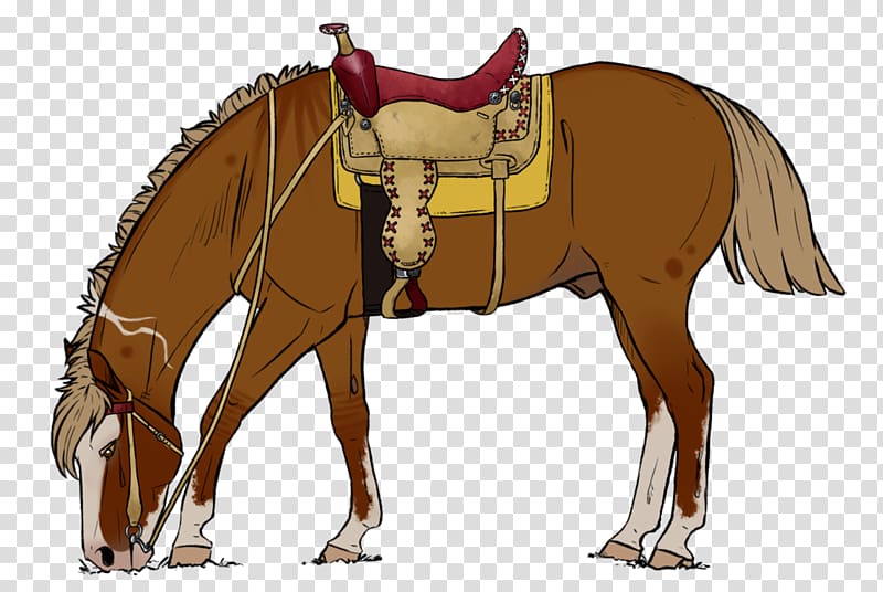 Mule Foal Stallion Halter Mare, oscar barrera horse trainer transparent background PNG clipart