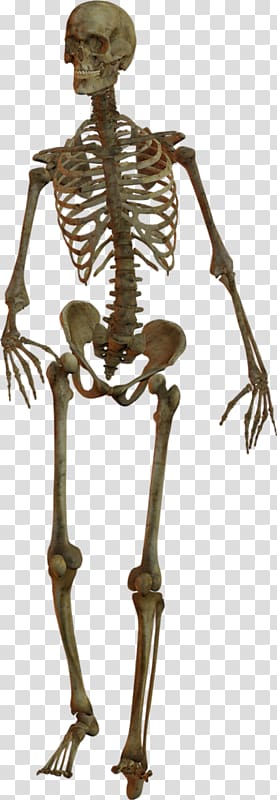 Skeleton transparent background PNG clipart