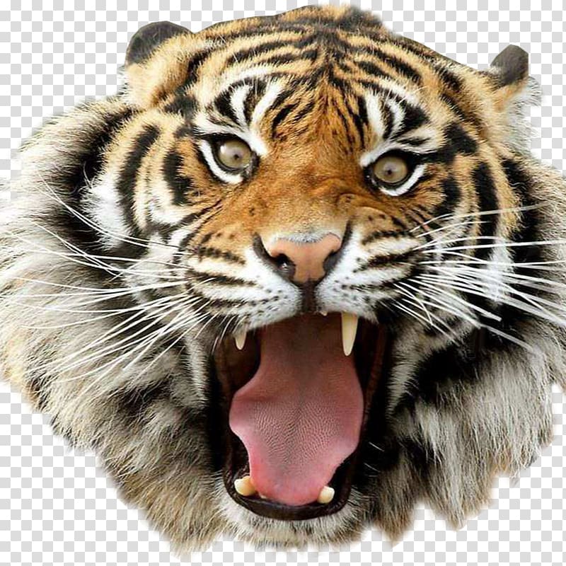 Portable Network Graphics Desktop Bengal tiger Golden tiger, Cat transparent background PNG clipart