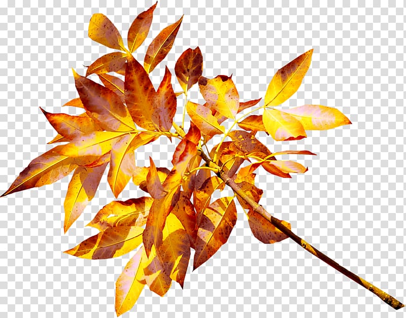 Leaf Yellow Gold , autumn leaves transparent background PNG clipart