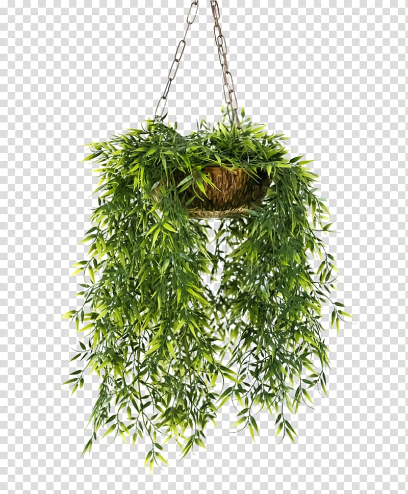 green plant, Flowerpot Houseplant Hanging basket, flower pot transparent background PNG clipart