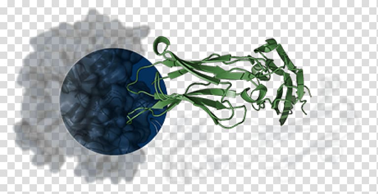 Epitope Paratope Antigen-antibody interaction, Drug Discovery Services transparent background PNG clipart