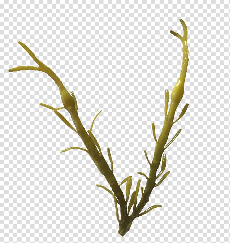 Ascophyllum nodosum Seaweed Brown algae Bladder wrack, irish moss seaweed puget sound transparent background PNG clipart