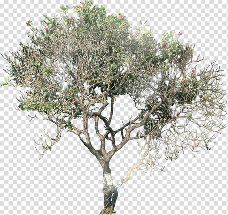 Tree Plant Plumeria alba Deciduous, frangipani transparent background PNG clipart