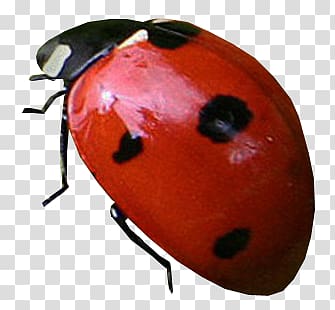 Ladybug transparent background PNG clipart