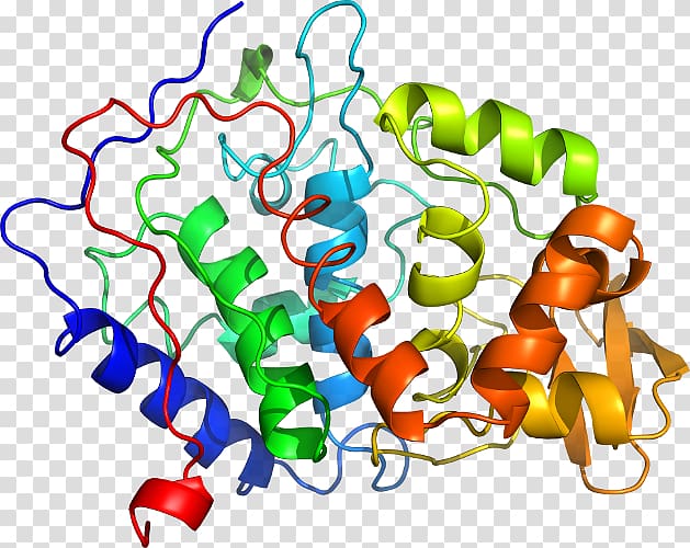 SLC3A2 Protein Solute carrier family SLC7A11, Peroxidase transparent background PNG clipart