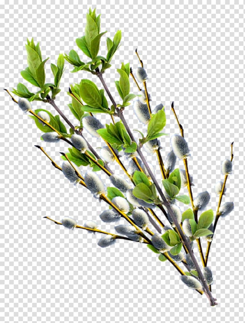 Willow Palm Sunday Digital , willow transparent background PNG clipart