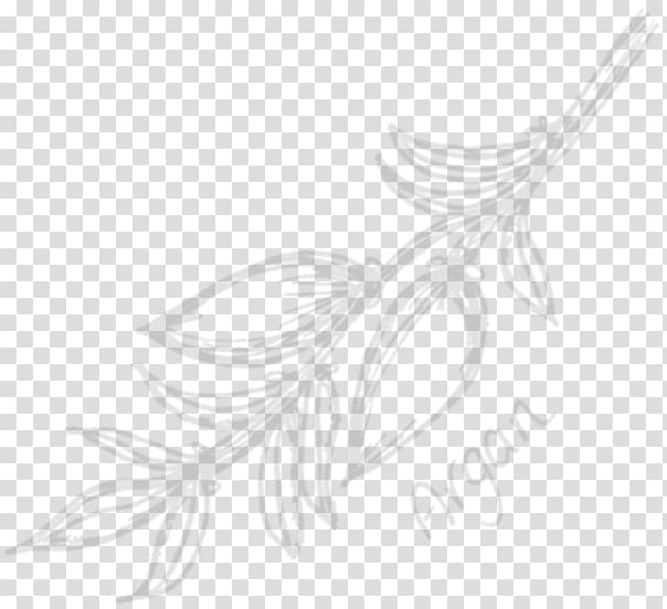 Line art White Flowering plant Feather Sketch, feather transparent background PNG clipart