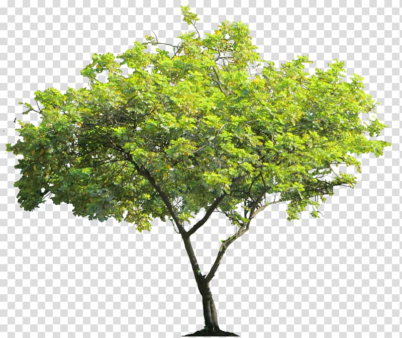 Cercis siliquastrum Tree Shrub, trees transparent background PNG clipart