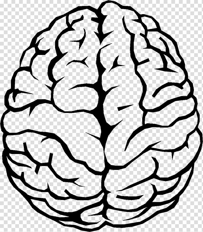 Brain illustration, Outline of the human brain , Brain