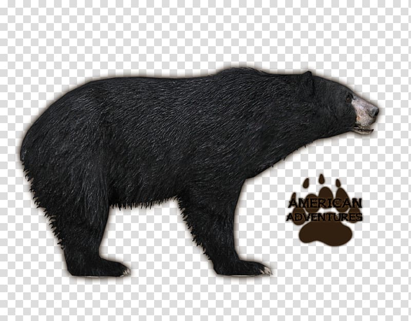 Zoo Tycoon 2 Brown bear Florida black bear Grizzly bear, bears transparent background PNG clipart