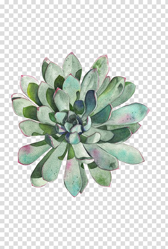 Paper Succulent plant Watercolor painting Printmaking Drawing, succulent plants, green leafed plant transparent background PNG clipart