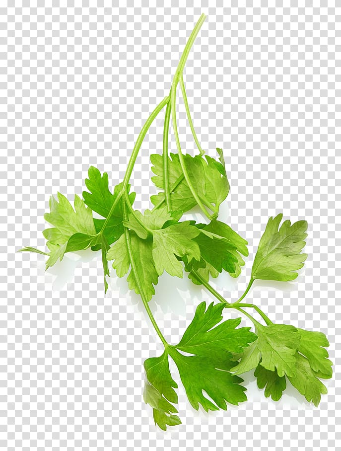 Coriander Mediterranean cuisine Parsley Food Italian cuisine, health transparent background PNG clipart