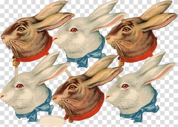 Domestic rabbit Hare Vintage clothing , others transparent background PNG clipart