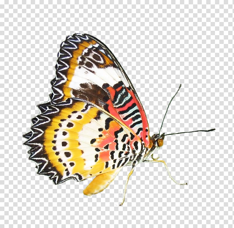 Monarch butterfly Moth Nymphalidae, Colorful butterfly transparent background PNG clipart
