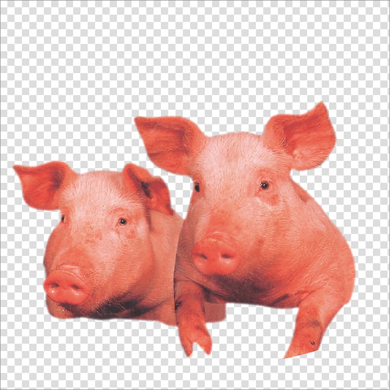 Domestic pig Wilbur Live, pig transparent background PNG clipart