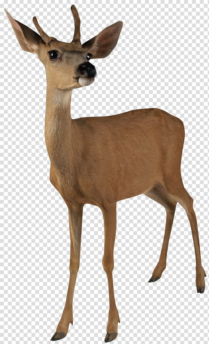 Deer , Deer transparent background PNG clipart
