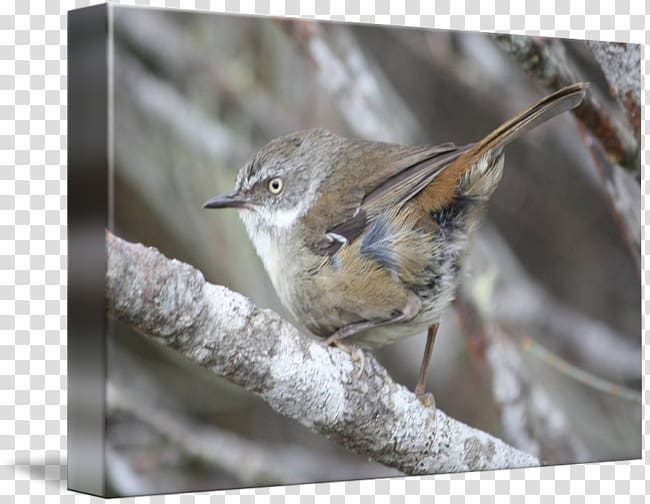 Brambling House Sparrow Wren American Sparrows, sparrow transparent background PNG clipart