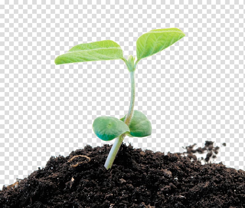 Soybean sprout Kuromame, soybean seed transparent background PNG clipart