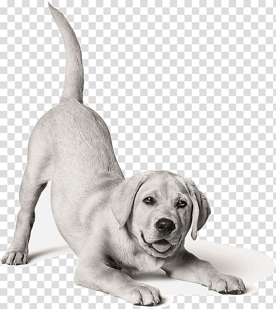 Labrador Retriever Puppy Dog breed Cat Food, puppy transparent background PNG clipart