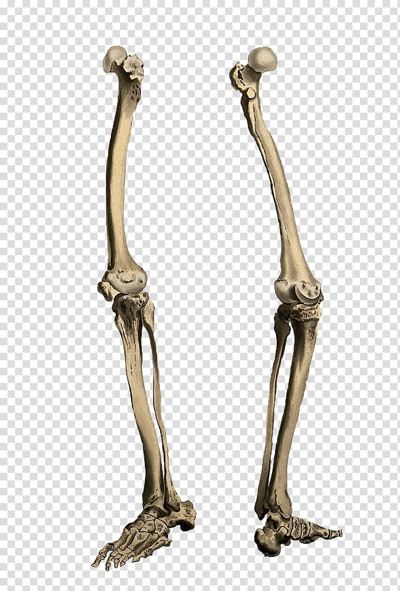 Human skeleton Bone Leg, legs transparent background PNG clipart
