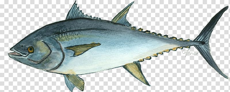 Mackerel Atlantic bluefin tuna Thunnus Oily fish, fish transparent background PNG clipart