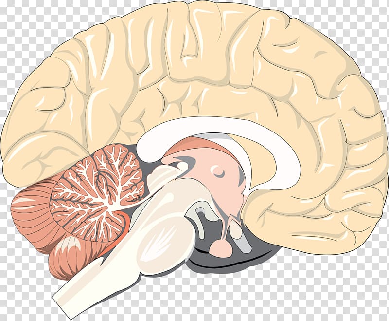 Human brain Pineal gland Neuron Homo sapiens, Brain transparent background PNG clipart