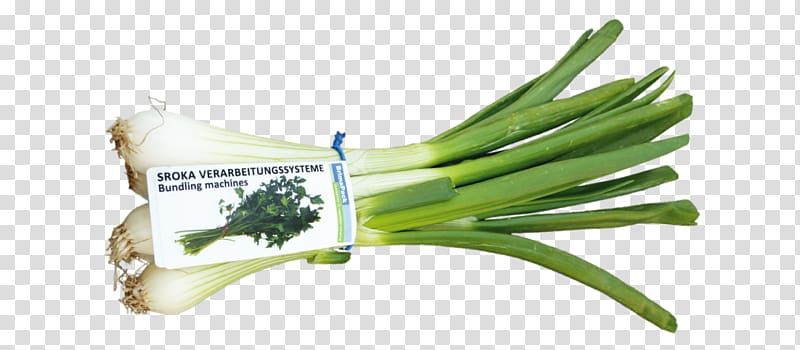 Allium fistulosum Sroka Verarbeitungssysteme Scallion Herb Vegetable, vegetable transparent background PNG clipart
