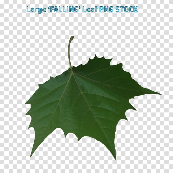 Artist All of Me, big leaves transparent background PNG clipart