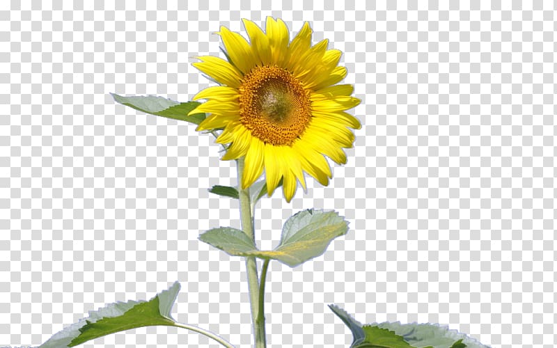 Common sunflower Sunflower seed, sunflower transparent background PNG clipart