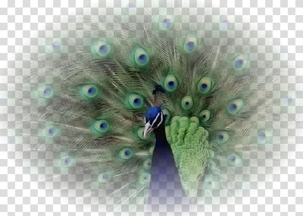 Bird Animaatio England, Tavus Kuşu transparent background PNG clipart