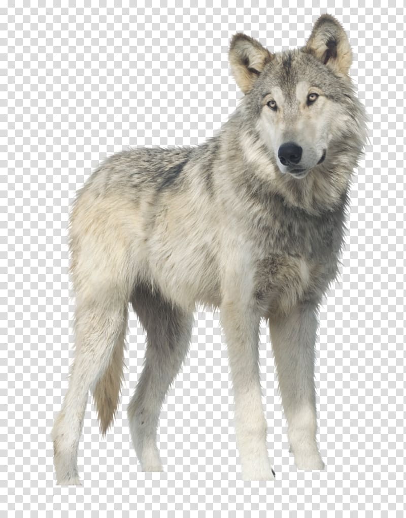 Gray wolf , Wolf transparent background PNG clipart