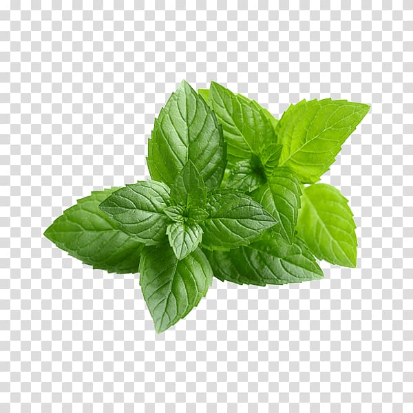 green leaves, Chewing gum Peppermint Mentha spicata Organic food Water Mint, pepermint transparent background PNG clipart