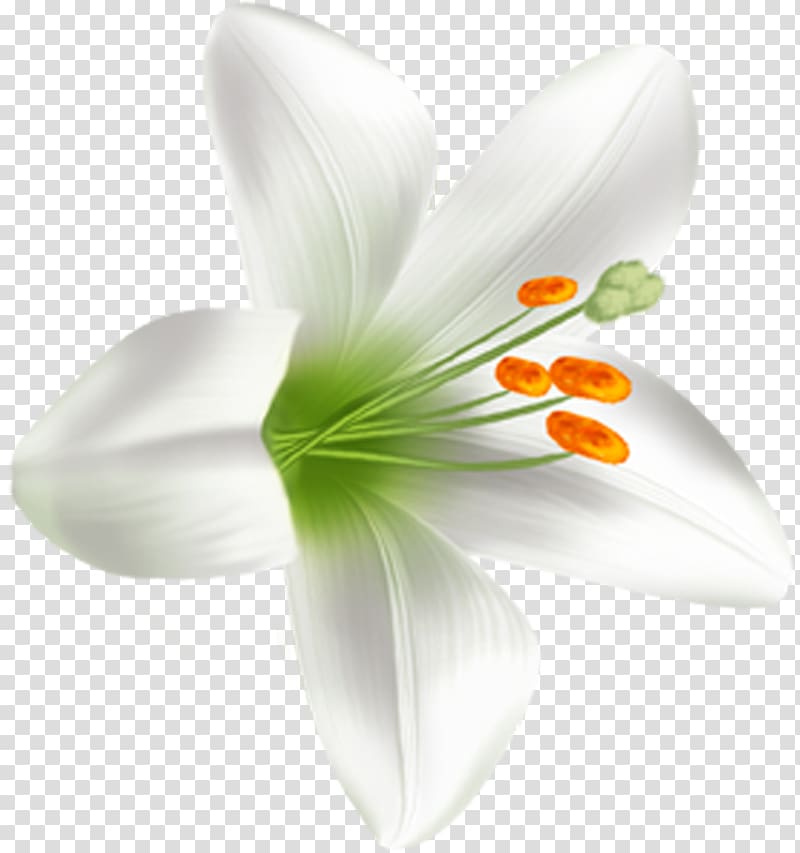 Flowering plant Lilium Liliaceae, lilly transparent background PNG clipart