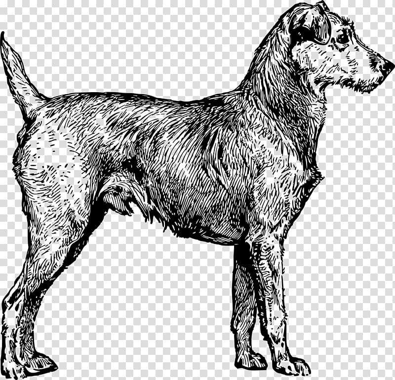 Irish Wolfhound Irish Terrier Puppy Yorkshire Terrier , irish transparent background PNG clipart