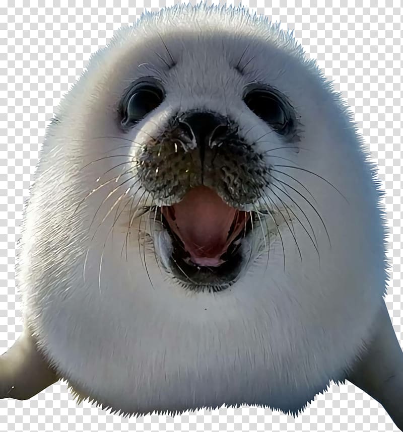 Earless seal Baby Harp Seals Drawing Cat, Cat transparent background PNG clipart