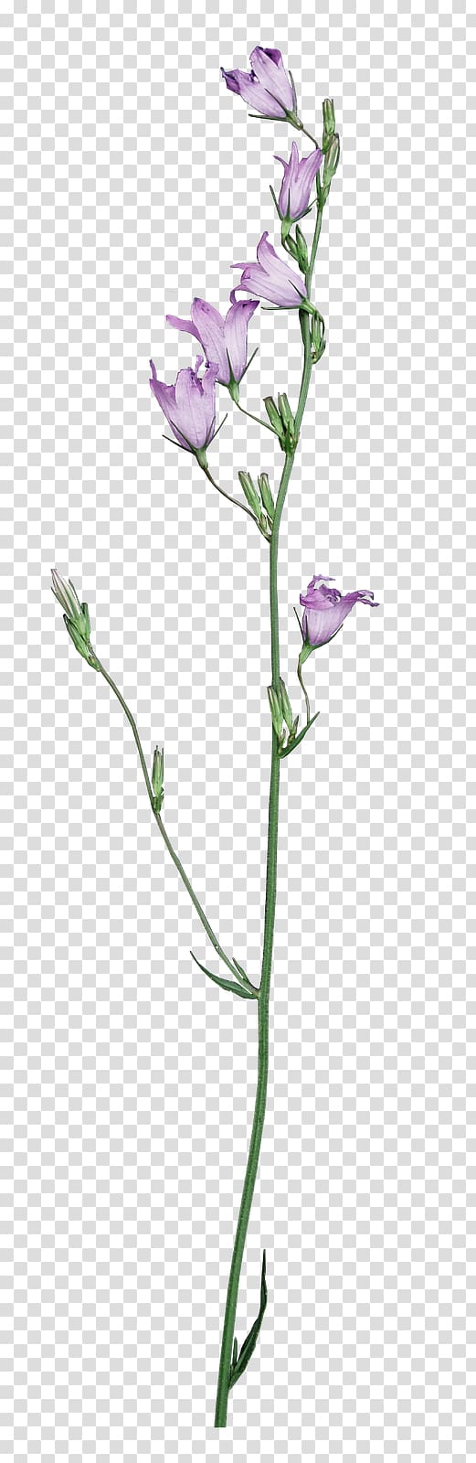 Cut flowers Plant stem Flora Idea, Kiss Me transparent background PNG clipart